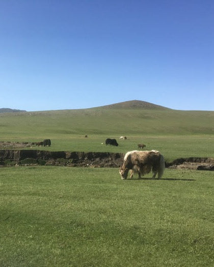 vallee-mongolie-yack